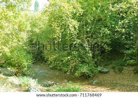 Sycamore trees and dry leaves in forest