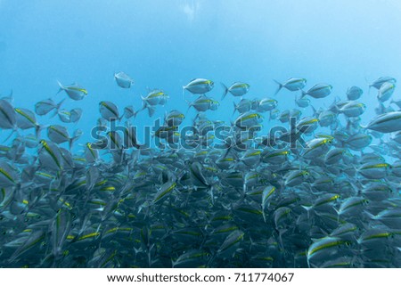 School Fish at Shark Bay Reef Koh Tao