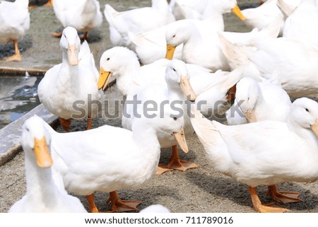 Ducks. Partially blur of ducks.