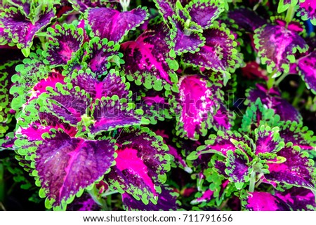 Coleus or Painted Nettle on neature background