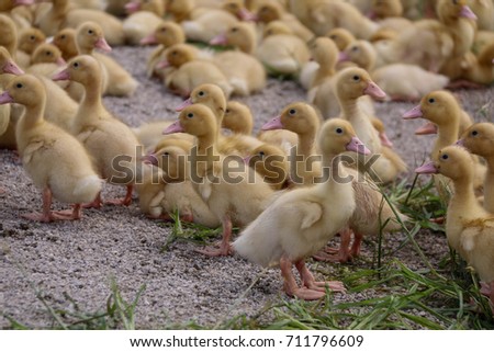 Ducks. Partially blur ducks.