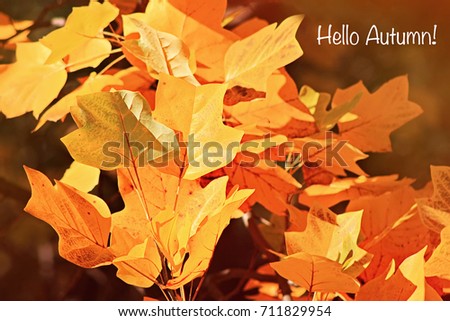 Closeup of yellow and orange leafs on a blurred background with a text "Hello autumn" in the corner of image