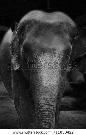 elephant wandering after a shower 