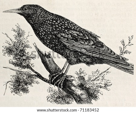 Antique illustration of a starling. Original, from drawing of Lallemand, was published on L'Illustration Journal Universel, Paris, 1860