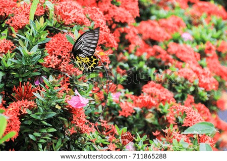 spike flower  butterfly