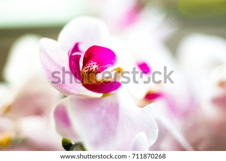 Closeup of a romantic flower with strong bokeh in the background