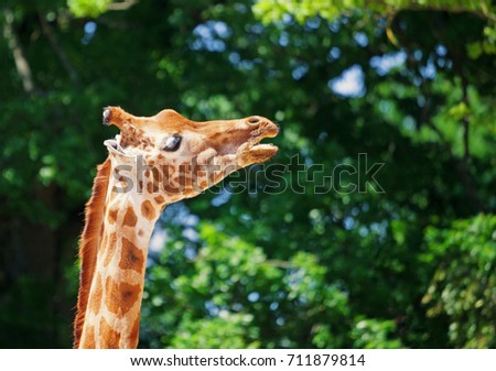 Close-up of a giraffe in front of some green trees, looking sideways with mouth open as if to saying something. With space for text.