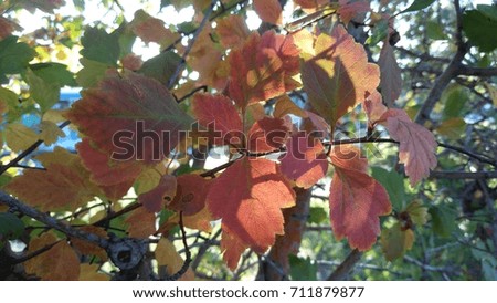 Autumn leaves on a tree, background