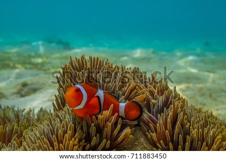 A false clown fish or anemone fish in Palawan