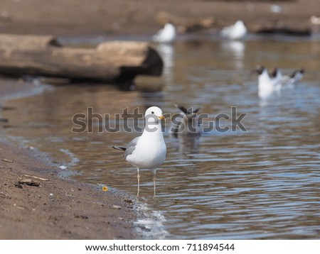 seagull on the river bank