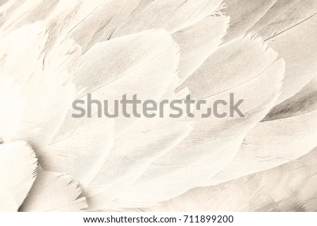 Ivory Feathers closeup pattern texture 