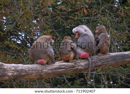 Family Group of hamadryas baboon