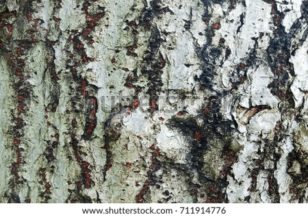 Close up bark surface of tree called Cannonball Tree, Couroupita guianensis in science name, natural texture