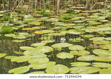 Water lilies and reeds on Lake Skadar, Lake Skadar national park, Montenegro, southeast europe. 