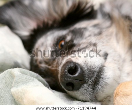 cute dog ready for bed with shallow depth of field focus on dog's nose