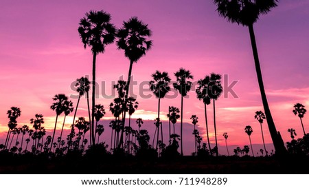 beautiful sunset , silhouettes Palm tree , landscape thailand