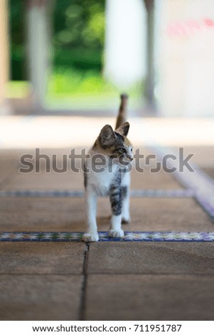 A cat see towards right