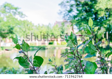 Hibiscus flower trees in the garden,green leaves and green shrub, blurred background and copy space for text
