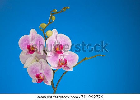 Inflorescence of butterfly orchid on blue background