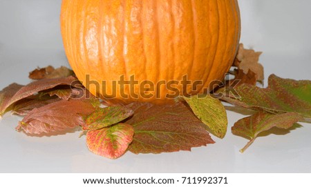 Orange pumpkin with colorful leaves in autumn on Halloween isolated on white textured background