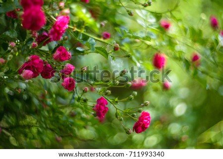Romantic red roses on a bush in garden nature background.