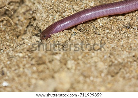 Typhlops vermicularis, the European blind snake or European worm snake, is a species of snake in the genus Typhlops; macro habit image from Canakkale, Turkey in original soil habitat