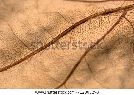 Texture of dry leaf macro