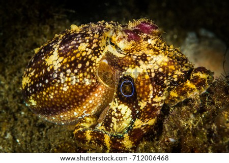 Poison ocellate octopus