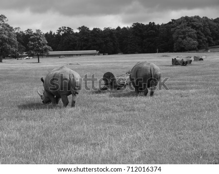 Rhinoceros / rhino walking - black and white