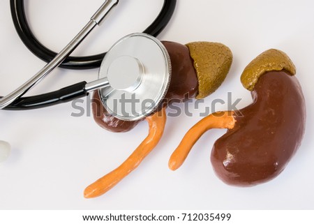 The anatomical volume shape of human kidney, which examines the stethoscope. Concept photo to indicate the determination of kidney function, laboratory tests, diagnosis, treatment of kidney diseases