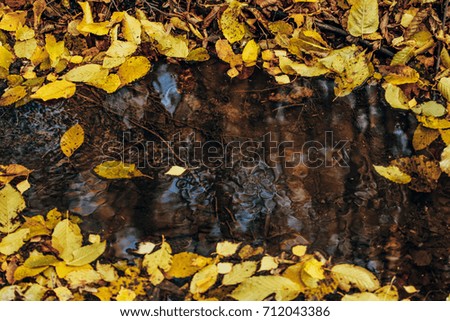 Autumn leaves in water