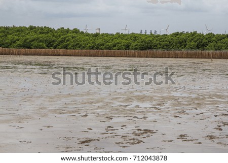  View of Mangrove View from the sea