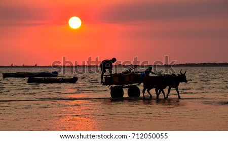 silhouettes of people and zebu cart at sunset at the harbour in Tulear, Madagascar, transporting goods for the boat at sea Royalty-Free Stock Photo #712050055