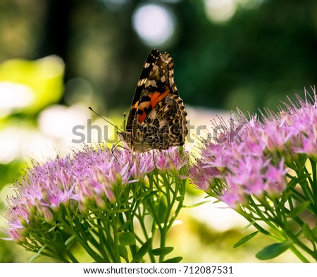 Macro image of Painted Lady butterfly (Vanessa cardui) feeding on sedum. Shallow depth of field with soft greens and pinks. 