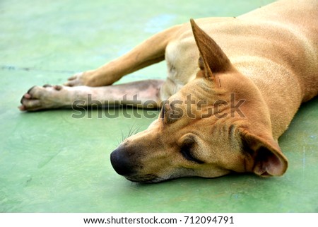 close up image of laying dog ,sad pet concept