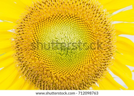 Sunflowers texture. Sunflowers field background. Macro view of sunflower in bloom.