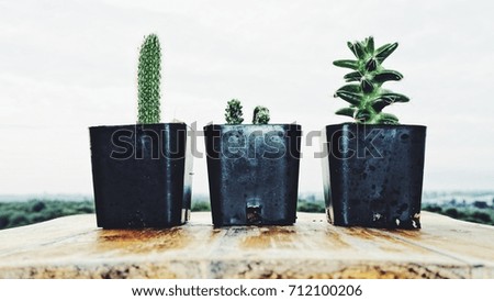  Cactus in black plastic pot on old wooden table in nature background 