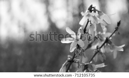 spring flowers on a blurry background blank for a large-format greeting card white black version