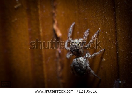 Spider on wooden door