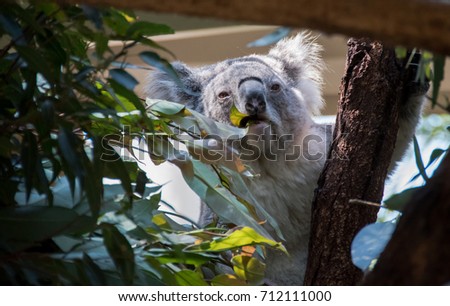 Koala bear chewing on gum leaves and clinging to tree