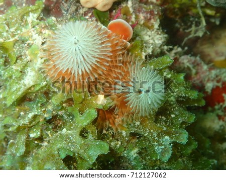Christmas Tree Plume Worm in Dead Coral Covered with Algae, Key West Florida, Florida Keys