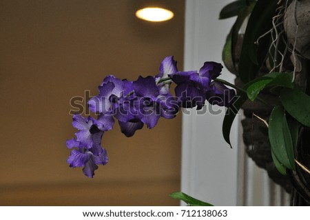 Beautiful orchid 