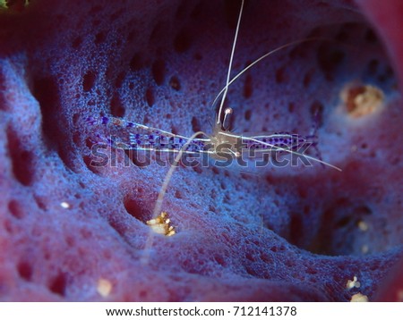 Pederson Cleaner Shrimp Hiding in an Azure Vase Sponge, Looe Key National Park, Florida Keys