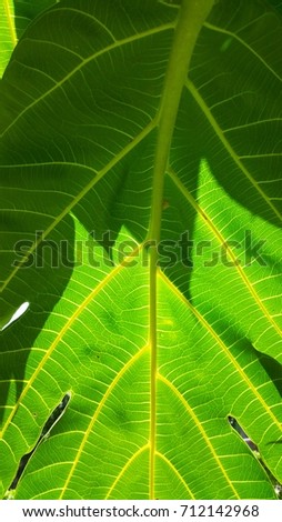 beautiful background of pattern and venation of  tropical tree leave