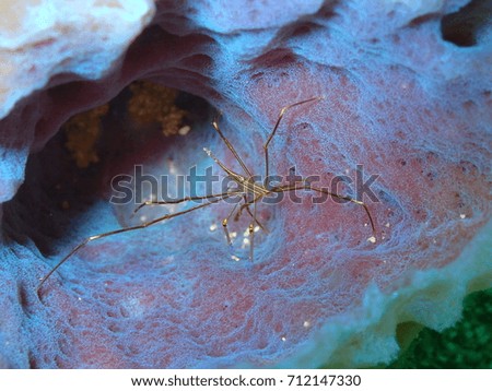 Yellowline Arrow Crab Climbing on an Azure Vase Sponge, Looe Key National Park, Florida Keys