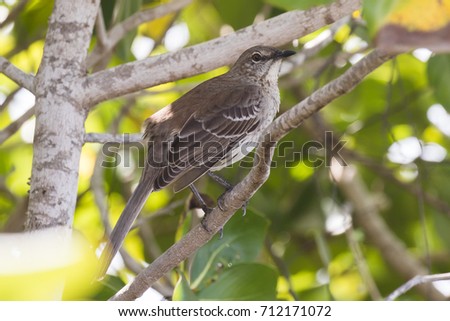 Bahama Mockingbird Mimus gundlachii at Cayo Paredon Grande, Cuba