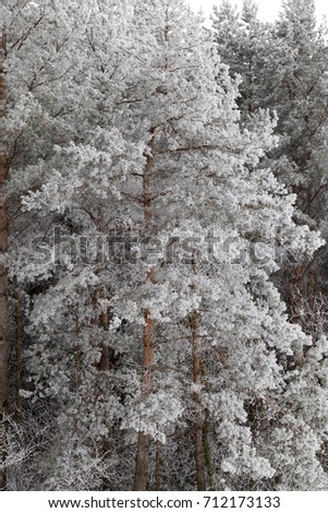long green needles of pine covered with beautiful night frost. photo close-up in the afternoon in a pine forest in the winter season.