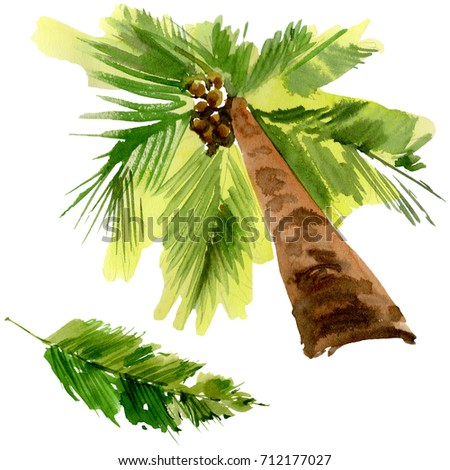 Tropical Hawaii leaves palm tree in a watercolor style isolated. Aquarelle wild flower for background, texture, wrapper pattern, frame or border.