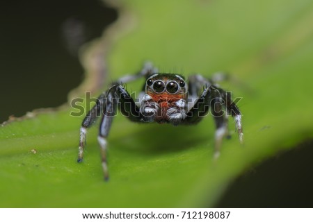 Santa Spider or jumping spider on green leaf