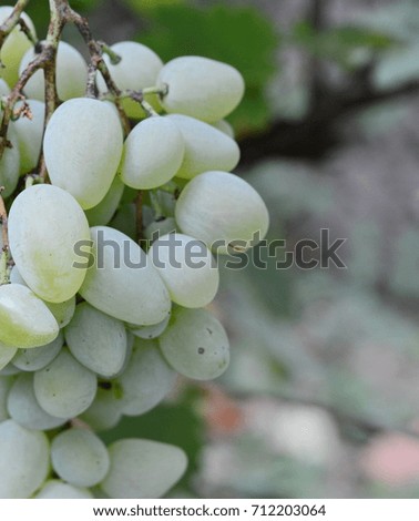 bunch of grapes on the vine with green leaves